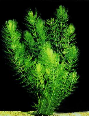Прикрепленное изображение: Ceratophyllum-demersum-2.jpg